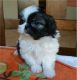 Shih Tzu Puppies for sale in Cincinnati, OH, USA. price: $350