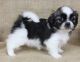 Shih Tzu Puppies for sale in Centreville, VA, USA. price: NA