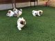 Shih Tzu Puppies for sale in Charleston, WV, USA. price: $400