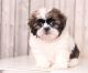 Shih Tzu Puppies for sale in Portland, OR 97207, USA. price: NA