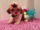 Shih Tzu Puppies for sale in Charter Twp of Clinton, MI, USA. price: NA