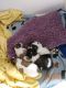 Shih Tzu Puppies for sale in North Fort Myers, FL, USA. price: $800