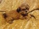 Shih Tzu Puppies for sale in Lake Butler, FL 32054, USA. price: NA