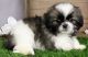Shih Tzu Puppies for sale in St. Louis, MO, USA. price: $500