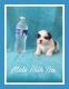 Shih Tzu Puppies for sale in Placitas, NM 87043, USA. price: NA