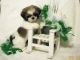 Shih Tzu Puppies for sale in Albany, OR, USA. price: NA