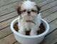 Shih Tzu Puppies for sale in NJ-3, Clifton, NJ, USA. price: $400