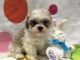 Shih Tzu Puppies for sale in Marcellus, MI 49067, USA. price: NA