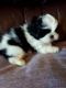Shih Tzu Puppies for sale in Waco, TX, USA. price: NA
