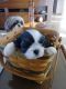 Shih Tzu Puppies for sale in North Fort Myers, FL, USA. price: $750