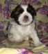 Shih Tzu Puppies for sale in Abilene, KS 67410, USA. price: NA