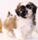 Shih Tzu Puppies for sale in California St, San Francisco, CA, USA. price: NA