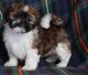 Shih Tzu Puppies for sale in Wylie, TX, USA. price: $400