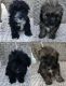 Shih Tzu Puppies for sale in La Vergne, TN, USA. price: $600