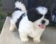 Shih Tzu Puppies for sale in KY-44, Shepherdsville, KY 40165, USA. price: NA