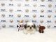 Shih Tzu Puppies for sale in Temple City, CA, USA. price: NA