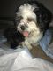 Shih Tzu Puppies for sale in Solon, OH 44139, USA. price: NA