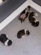 Shih Tzu Puppies for sale in Bethlehem, PA, USA. price: NA