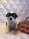Shih Tzu Puppies for sale in Adolphus, KY 42120, USA. price: NA