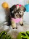 Shih Tzu Puppies for sale in Sugar Land, TX 77498, USA. price: NA