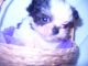 Shih Tzu Puppies for sale in Magnolia, TX, USA. price: NA