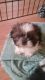 Shih Tzu Puppies for sale in Houston, MO 65483, USA. price: $400