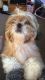 Shih Tzu Puppies for sale in California Ave, New Milford, NJ 07646, USA. price: NA