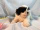 Shih Tzu Puppies for sale in Broxton, GA 31519, USA. price: $500