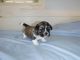 Shih Tzu Puppies for sale in Perronville, MI 49807, USA. price: NA