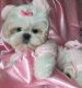 Shih Tzu Puppies for sale in US 51 US-51, Batesville, MS 38606, USA. price: NA
