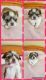 Shih Tzu Puppies for sale in Hesperia, CA, USA. price: $1,000