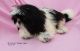 Shih Tzu Puppies for sale in Pahrump, NV, USA. price: $1,200