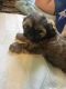 Shih Tzu Puppies for sale in San Diego, CA, USA. price: $850