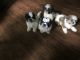 Shih Tzu Puppies for sale in Stanley, VA 22851, USA. price: NA