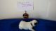 Shih Tzu Puppies for sale in Hazel Green, KY 41332, USA. price: $600