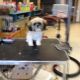 Shih Tzu Puppies for sale in New Lenox, IL, USA. price: $600