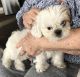 Shih Tzu Puppies for sale in Garden Grove, CA, USA. price: NA