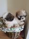 Shih Tzu Puppies for sale in Columbus, OH 43215, USA. price: NA