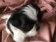 Shih Tzu Puppies for sale in Inman, SC 29349, USA. price: $750