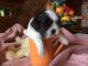 Shih Tzu Puppies for sale in Asheville, NC 28804, USA, Asheville, NC 28804, USA. price: $750