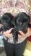 Shih Tzu Puppies for sale in Whittier, CA, USA. price: NA