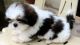 Shih Tzu Puppies for sale in Minnesota St, San Francisco, CA, USA. price: NA