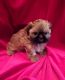 Shih Tzu Puppies for sale in Oldsmar, FL 34677, USA. price: $1,400