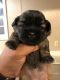 Shih Tzu Puppies for sale in 26320 KS-42, Viola, KS 67149, USA. price: NA