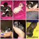 Shih Tzu Puppies for sale in Streamwood, IL 60107, USA. price: NA