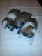 Shih Tzu Puppies for sale in Puyallup, WA, USA. price: $800