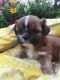 Shih Tzu Puppies for sale in Great River, NY 11739, USA. price: NA