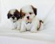 Shih Tzu Puppies for sale in Annapolis, MD, USA. price: NA