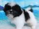 Shih Tzu Puppies for sale in Hammond, IN, USA. price: NA