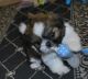 Shih Tzu Puppies for sale in 30 Lewis Road, Camarillo, CA 93010, USA. price: NA